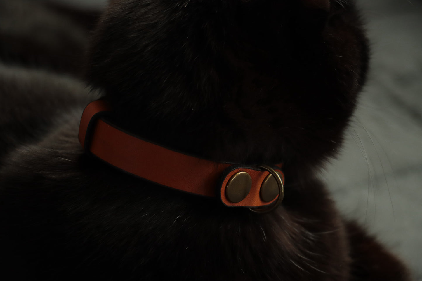 Cognac leather cat collar with antique bronze hardware worn by black cat.
