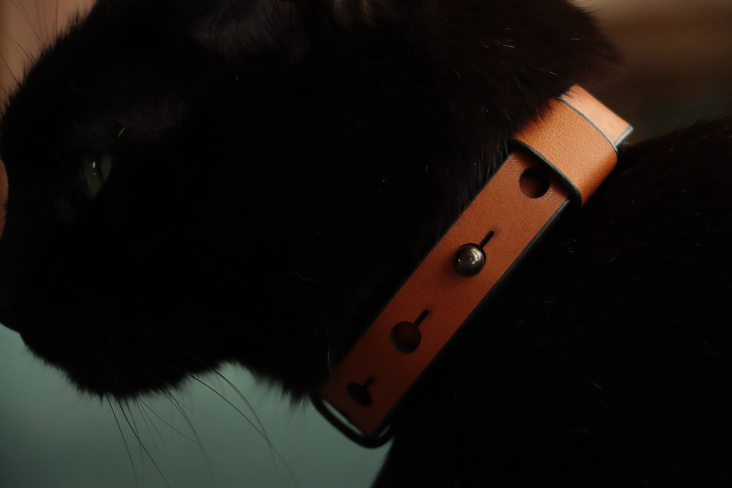Elegant cognac collar on sleek black cat showing side profile and size adjustment design.