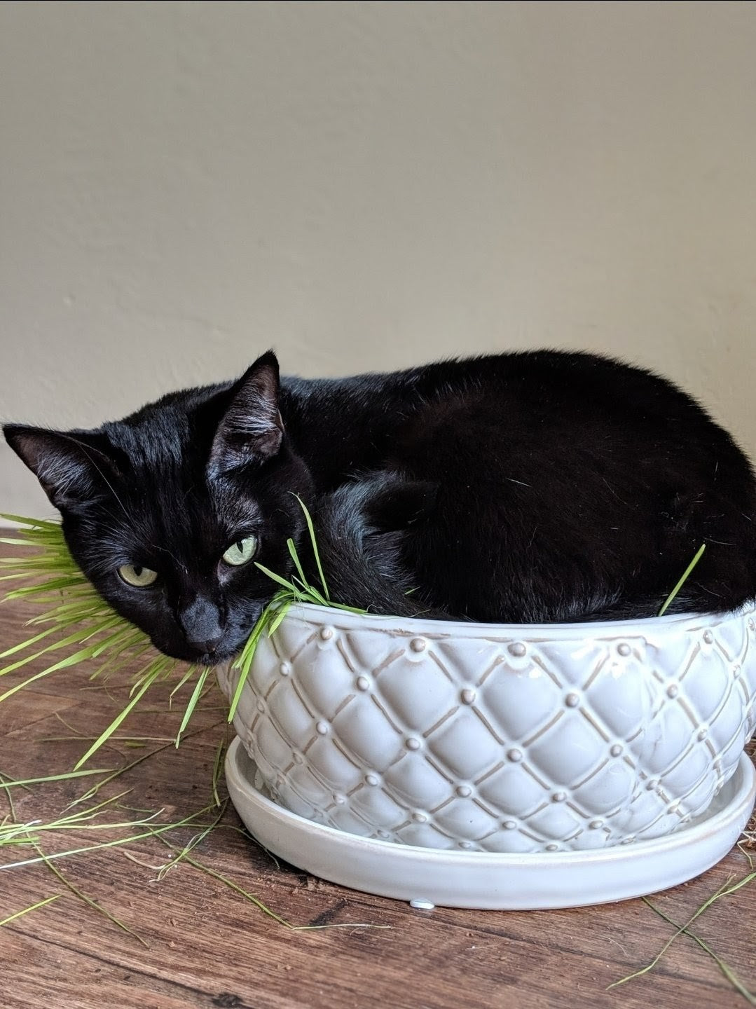 Growing Your Felis Lux Cat Grass Blend