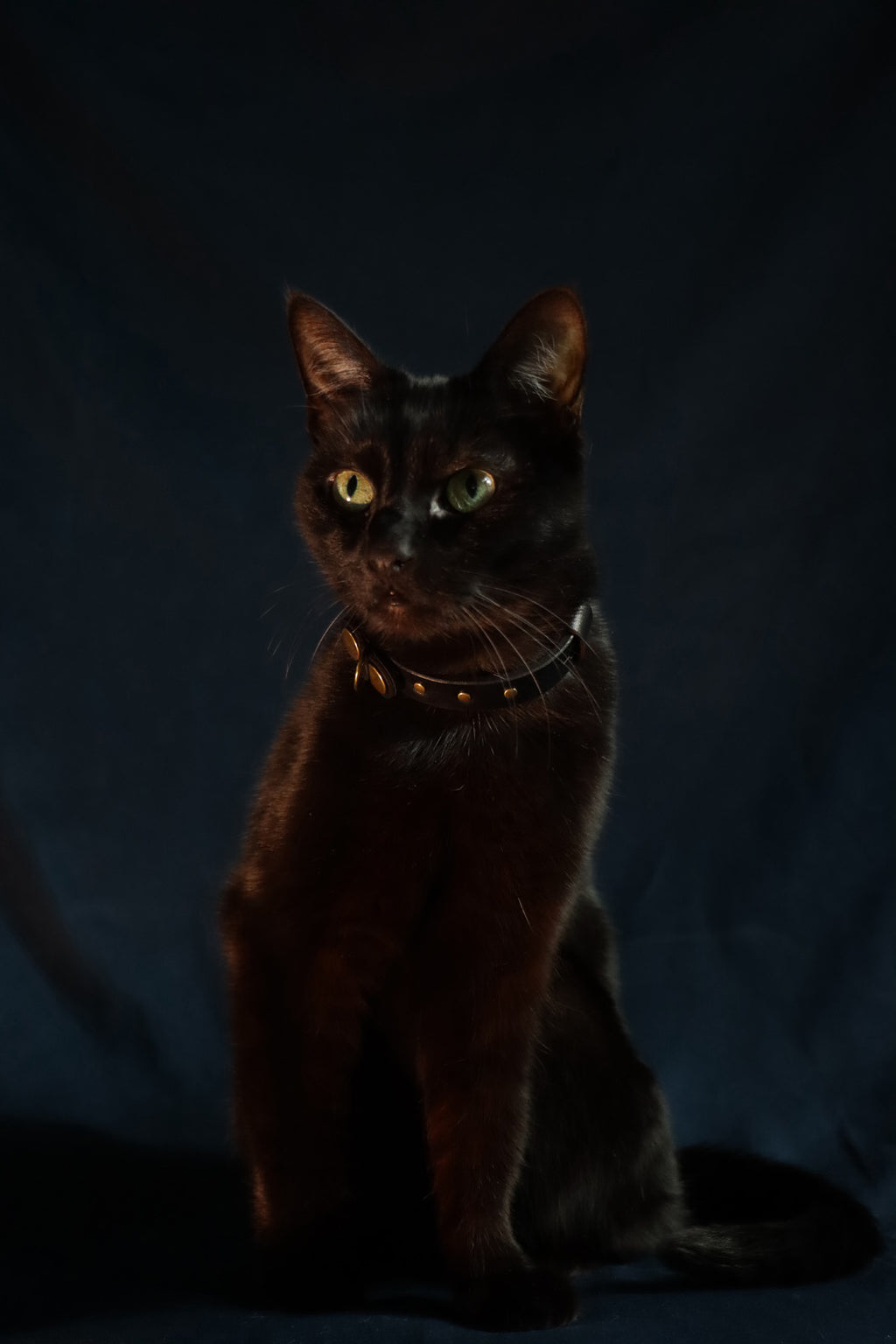 Wee Beastie Breakaway Collar - Black