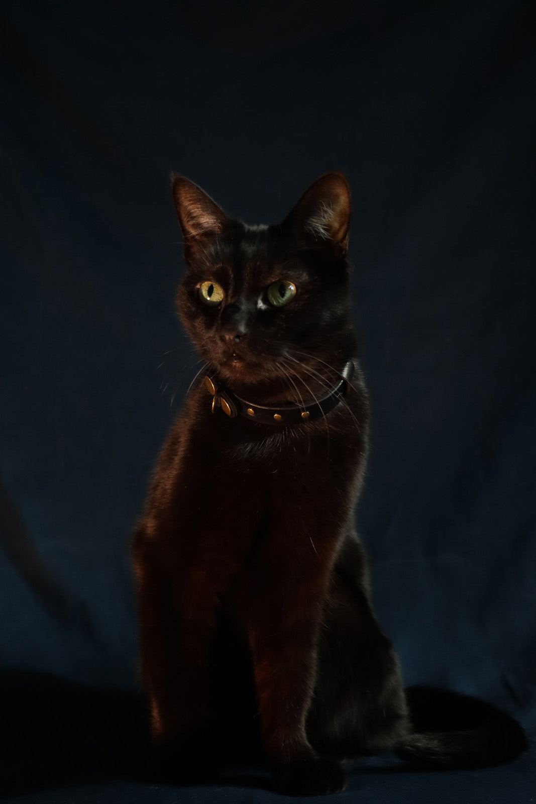 Wee Beastie Breakaway Collar - Black