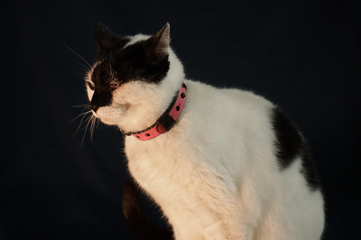 Wee Beastie Breakaway Collar - Pink & Black