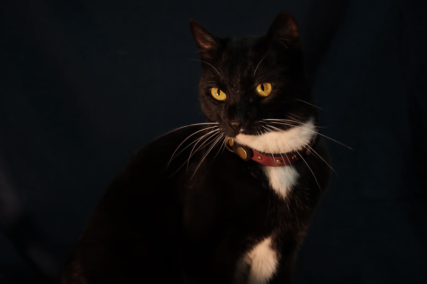 Wee Beastie Breakaway Collar - Oxblood & Black